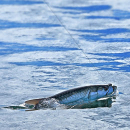 Week Four produces the largest recorded catch of the tournament to date